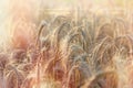 Wheat field - rich harvest in summer