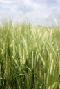 Wheat Royalty Free Stock Photo