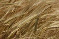 Wheat Royalty Free Stock Photo