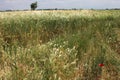 Wheat Royalty Free Stock Photo