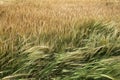 Wheat Royalty Free Stock Photo