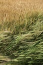 Wheat Royalty Free Stock Photo