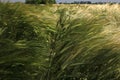 Wheat Royalty Free Stock Photo