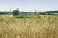 Wheat field, ripe barley, rye field, sunny day, working combine harvester, harvesting wheat cereal in farm. Agricultural Royalty Free Stock Photo