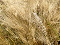 wheat field Royalty Free Stock Photo