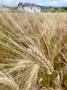 wheat field Royalty Free Stock Photo