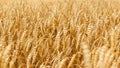 Wheat field with ripe ears of corn Royalty Free Stock Photo