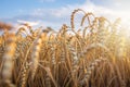 Wheat field. Ripe wheat ears in summer sunlight. Harvesting season. Agriculture Royalty Free Stock Photo