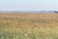 Wheat field ripe in gold color, natural background. Rural landscape. Harvest cereal concept.