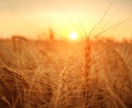 Wheat field ripe grains and stems wheat on background dramatic sunset, season agricultures grain harvest