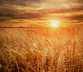 Wheat field ripe grains and stems wheat on background dramatic sunset, season agricultures grain harvest