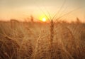 Wheat field ripe grains and stems on background of sunset sky Royalty Free Stock Photo