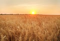 Wheat field ripe grains and stems on background of sunset sky Royalty Free Stock Photo