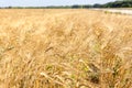 Wheat field ripe grains and stems wheat on foreground, close to countryside road, season agriculture grain harvest Royalty Free Stock Photo