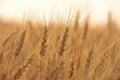 Wheat field