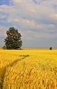 Wheat field, ripe and ready to be cut on an amish farm in Lancaster, PA Royalty Free Stock Photo