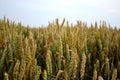 Wheat field