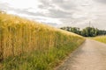 Wheat field by the road under the sun. Royalty Free Stock Photo