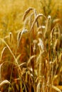 Wheat field. Rural landscape under Bright sunlight. Background of ripening ears of meadow wheat field. concept of a rich