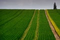 A wheat field in Sawbridgeworth in the early summer with tractor marks to the horizon.