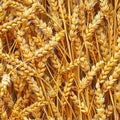 Wheat Field Seamless Pattern, Golden Barley Ears Tile Background, Ripening Cereals Landscape Royalty Free Stock Photo