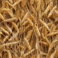 Wheat Field Seamless Pattern, Golden Barley Ears Tile Background, Ripening Cereals Landscape Royalty Free Stock Photo