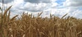 Wheat field. Seeds of golden wheat close-up. Beautiful nature. Rural landscapes Royalty Free Stock Photo