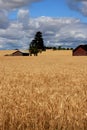 Wheat Field with Shacks