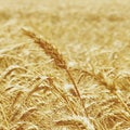 Wheat field background golden yellow natural seasonal agriculture concept