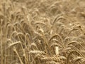 Wheat field background golden yellow natural seasonal agriculture concept