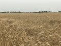 Wheat field landscape background golden yellow natural seasonal agriculture concept