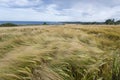 Wheat field on the shore in Ireland. Royalty Free Stock Photo