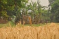 Wheat field with a single stalk with trees in the background Royalty Free Stock Photo