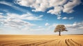 A wheat field with a single tree and a clear sky in the background Royalty Free Stock Photo