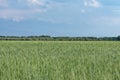 wheat field, skyline, trees and mountains Royalty Free Stock Photo