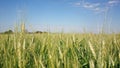 Wheat field and the sky Royalty Free Stock Photo