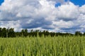 Wheat field with sky and clouds from the frog perspective Royalty Free Stock Photo