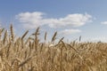 Wheat field with sky and clouds from the perspective