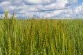 Wheat field with sky and clouds from the perspective Royalty Free Stock Photo