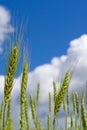 Wheat field with sky and clouds from the perspective Royalty Free Stock Photo