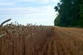 Wheat field, sky and forest in the morning Royalty Free Stock Photo