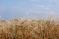 Wheat Field Sky Royalty Free Stock Photo