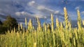 Wheat field and sky