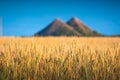 The wheat field with slagheap on a horizon Royalty Free Stock Photo