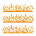 Wheat field. Spikelets of golden wheat, rye, barley on a white background. Vector