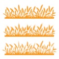 Wheat field. Spikelets of golden wheat, rye, barley on a white background. Vector