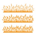 Wheat field. Spikelets of golden wheat, rye, barley on a white background. Vector