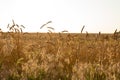 Wheat field