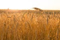 Wheat field