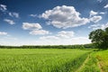 Wheat field in spring, beautiful landscape, green grass and blue sky with clouds